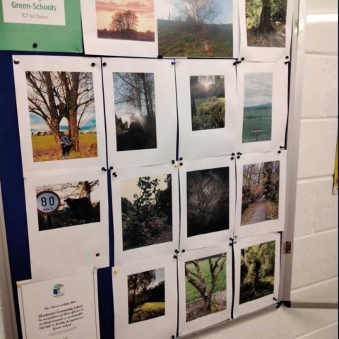 Green Schools Tree Week Competition